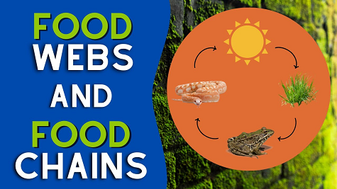 Food Web And Food Chains